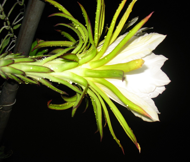 Patience.. Night Blooming Cereus