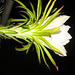 Patience.. Night Blooming Cereus