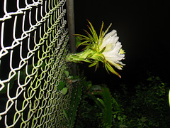 Poking through.. Night Blooming Cereus