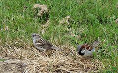 Mum and dad sparrow