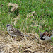 Mum and dad sparrow