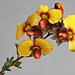 Dillwynia hispida, yellow-flowered sand heath form