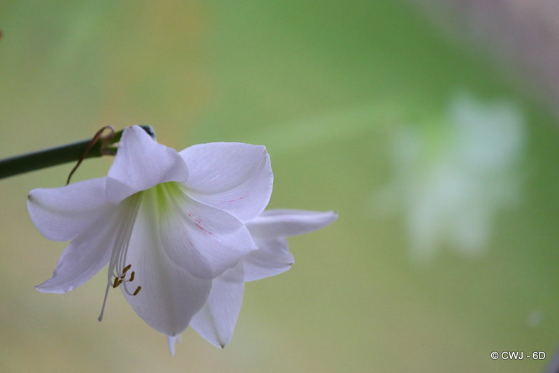 White Amaryllis in Bloom