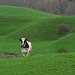 Holstein, spring