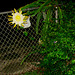 Night Blooming Cereus  '09
