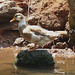 Duck on a Rock