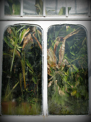Greenhouse Windows 2