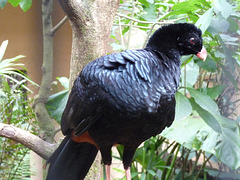 Red-billed Currasow