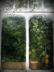 Greenhouse Windows 1