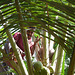 Coconut Gathering