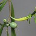 Lysiana exocarpi ssp. exocarpi (Harlequin Mistletoe, yellow form) PJL2816