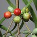 Lysiana exocarpi ssp. exocarpi (Harlequin Mistletoe, yellow form) PJL2816