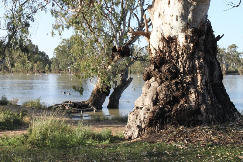 Eucalyptus camaldulensis (River Red Gum)