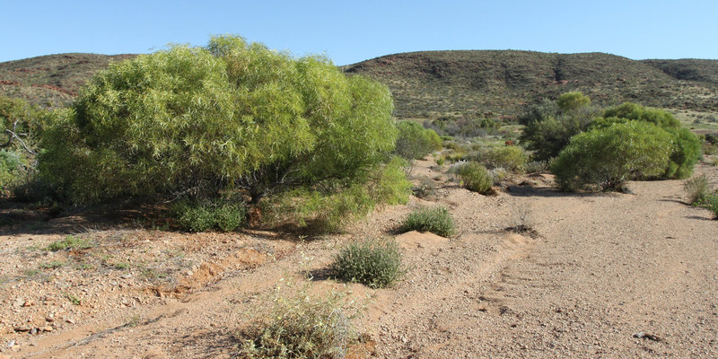 Acacia confluens (Wyrilda)