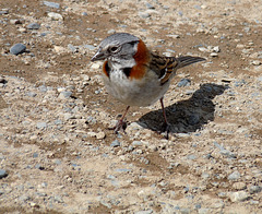 Rufus-collared Sparrow (male?)