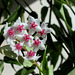 Hoya lanceolata - bella