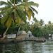 Stone Bridge and Coconut Palms