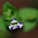 20100928-0045 Lindernia parviflora (Roxb.) Haines