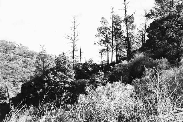 Native Pines (Callitris glaucophylla) in silhouette