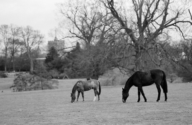 Horses and Bennington church