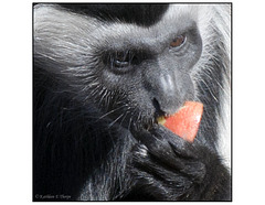Colobus With Fruit Close-up