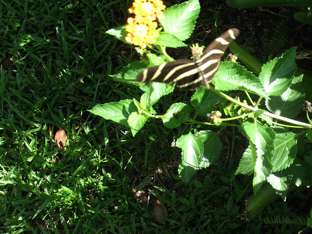 Lantana and the Longwing butterfly...