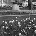 Gandhi and daffodils