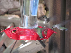 Wasps And Hummingbirds