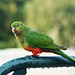 Immature King Parrot