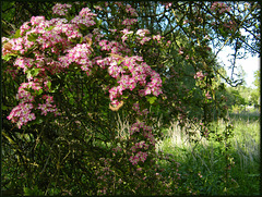 pink may bush