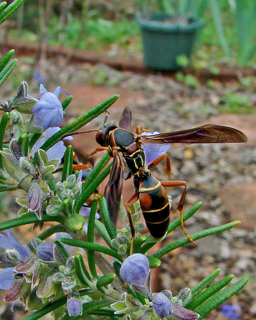 Brown Paper Wasp on Rosemary