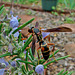 Brown Paper Wasp on Rosemary