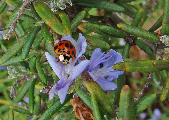 Ladybug on a Rosemary Flower