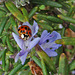 Ladybug on a Rosemary Flower