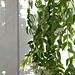 Hoya lanceolata - bella (2)