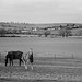 Horses in Hertfordshire