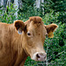 Dixie National Forest - Free Range Cattle