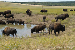 Zion Mountain Ranch Buffalo Herd in Watering Hole