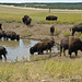 Zion Mountain Ranch Buffalo Herd in Watering Hole