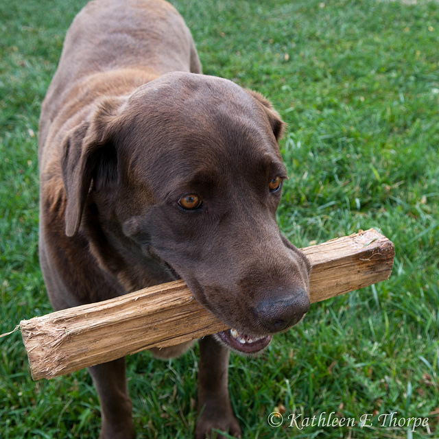 Dakota and his Stick.  Sweetest lab at Mount Zion Ranch.