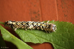 Green-brindled Crescent Caterpillar Top