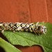 Green-brindled Crescent Caterpillar Top