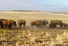 Zion Mountain Ranch Buffalo Herd Kicking Up Dust