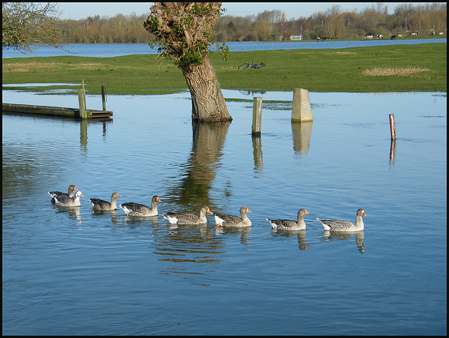eight geese a-swimming
