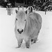 White horse in the snow (2)