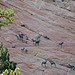 Zion Canyon Bighorn Sheep flock.  No time to switch lenses.  Took a shot and hoped for the best.