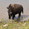Zion Mountain Ranch Lead Bull Buffalo
