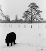 Black horse in the snow