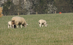 Lambs and sheep
