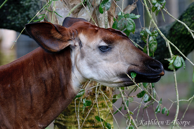 Okapi - Well, I agree, this is a silly photo.  These guys have "sleepy" eyes and all they do is eat!  At least while I was there!!  I kept waiting for "the" photo, but they turned their butts toward m